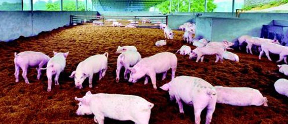 畜禽養(yǎng)殖能不能不使用飼料添加劑？